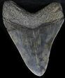 Serrated Megalodon Tooth - South Carolina #30658-2